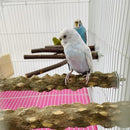 Poleiro de Madeira Natural