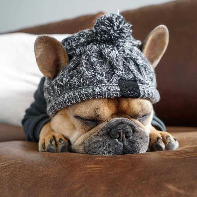 Gorro Pet Jack